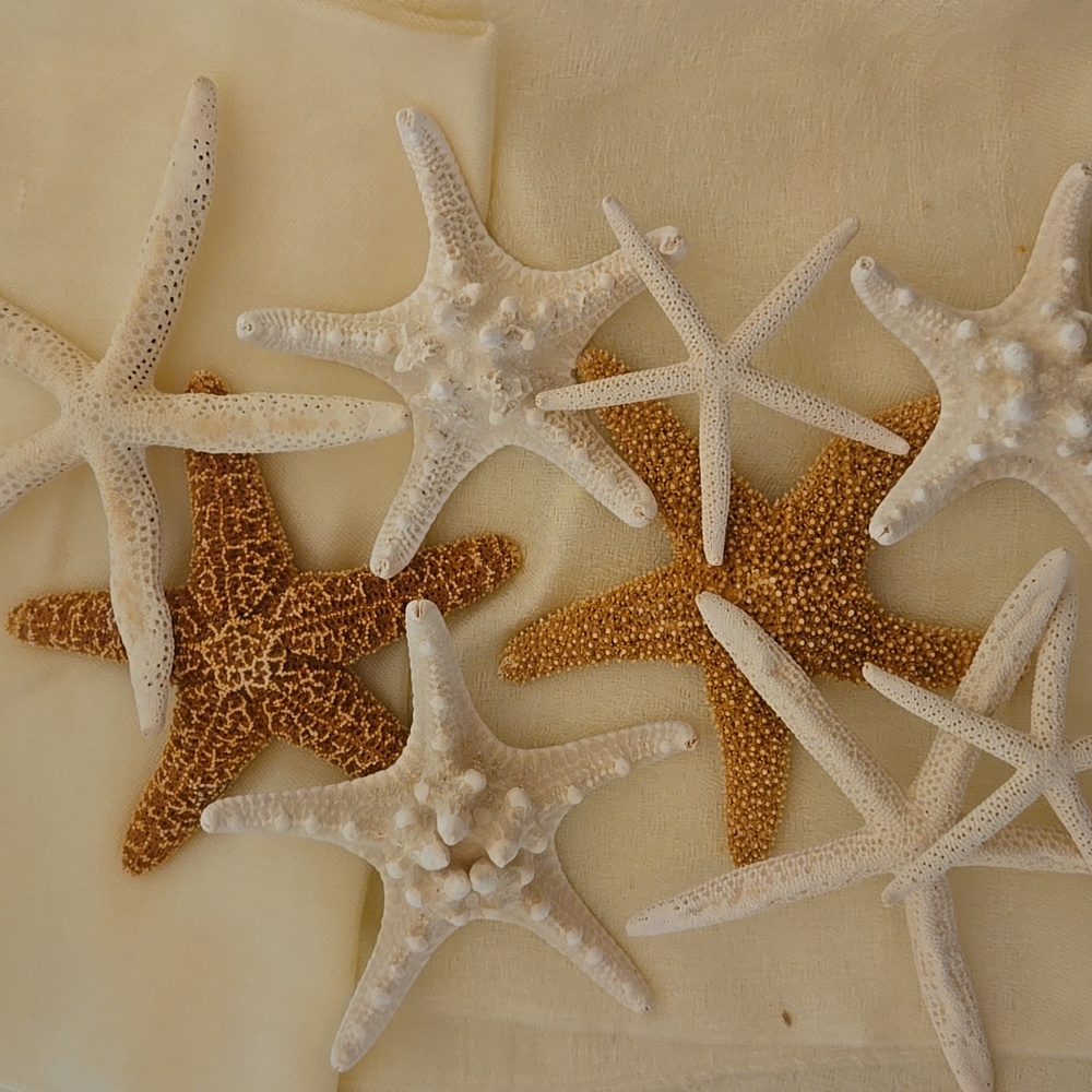 9 Assorted Starfish - Picture 2 of 8